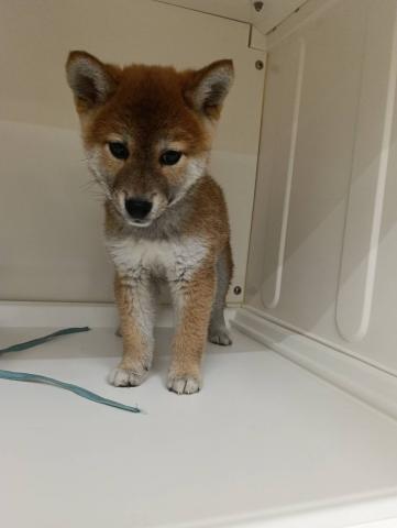 三重県の柴犬(標準サイズ) (ペットアミ 明和店/2026年4月12日生まれ/男の子/赤)の子犬の2枚目の画像