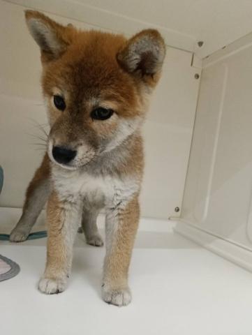 三重県の柴犬(標準サイズ) (ペットアミ 明和店/2026年4月12日生まれ/男の子/赤)の子犬の3枚目の画像