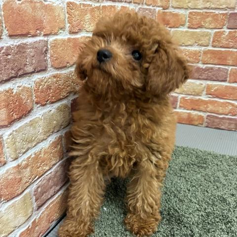石川県のトイプードル(トイ) (ペットアミ 津幡店/2026年4月4日生まれ/男の子/レッドフォーン)の子犬の1枚目の画像