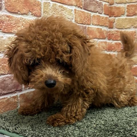 石川県のトイプードル(トイ) (ペットアミ 津幡店/2026年4月4日生まれ/男の子/レッドフォーン)の子犬の2枚目の画像