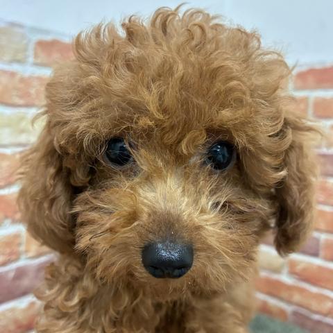 石川県のトイプードル(トイ) (ペットアミ 津幡店/2026年4月4日生まれ/男の子/レッドフォーン)の子犬の3枚目の画像