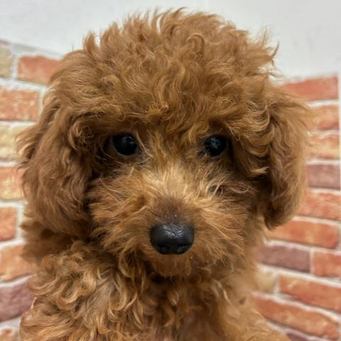 石川県のトイプードル(トイ) (ペットアミ 津幡店/2026年4月4日生まれ/男の子/レッドフォーン)の子犬の4枚目の画像