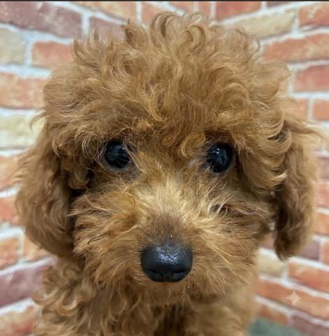 石川県のトイプードル(トイ) (ペットアミ 津幡店/2026年4月4日生まれ/男の子/レッドフォーン)の子犬の4枚目の画像