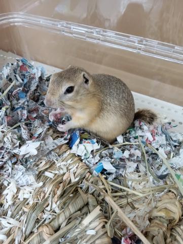 リチャードソンジリス