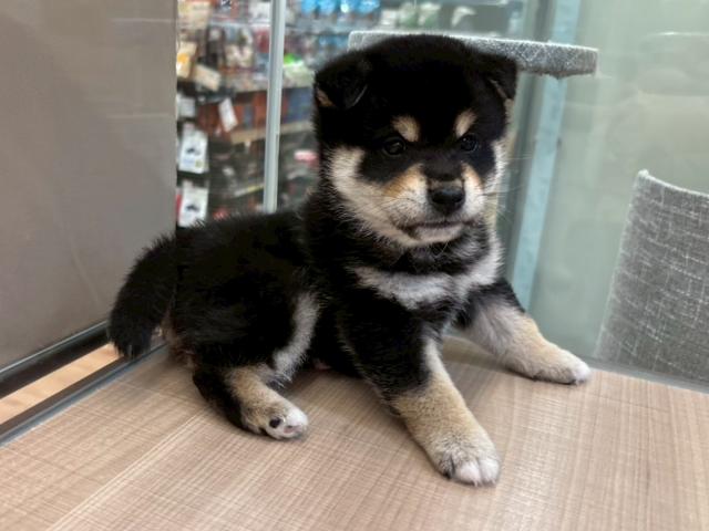 埼玉県の柴犬(標準サイズ) (ペッツワン 川島店/2026年2月1日生まれ/男の子/黒)の子犬の3枚目の画像
