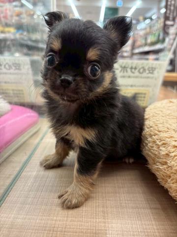 埼玉県のチワワ(ロング) (ペッツワン 川島店/2026年1月3日生まれ/男の子/ブラックブラックタン＆ホワイト)の子犬の3枚目の画像