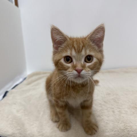 アメリカンショートヘアー
