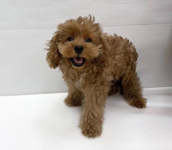 和歌山県のハーフ犬・ミックス犬 (ペットアミ 岩出店/2026年2月14日生まれ/男の子/ルビーホワイト)の子犬