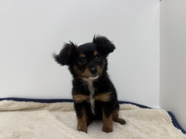 三重県のハーフ犬・ミックス犬 (ペットアミ 松阪店/2026年3月26日生まれ/女の子/ブラックタン)の子犬の1枚目の画像