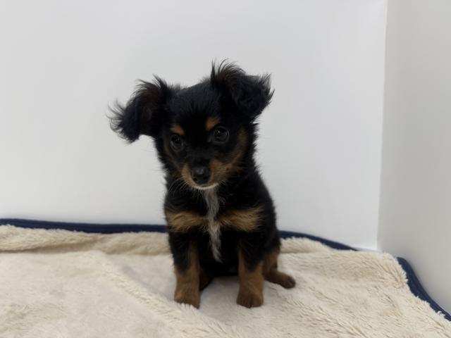 三重県のハーフ犬・ミックス犬 (ペットアミ 松阪店/2026年3月26日生まれ/女の子/ブラックタン)の子犬の2枚目の画像