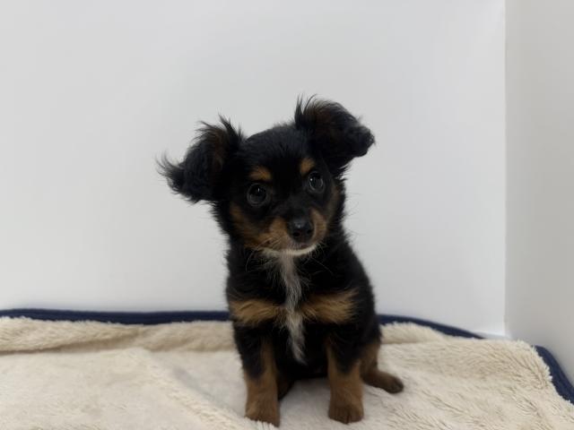 三重県のハーフ犬・ミックス犬 (ペットアミ 松阪店/2026年3月26日生まれ/女の子/ブラックタン)の子犬の4枚目の画像