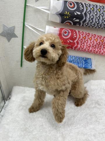 秋田県のトイプードル(トイ) (ペットアミ 能代東インター店/2026年1月1日生まれ/女の子/レッド)の子犬