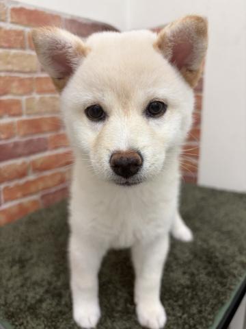 石川県の柴犬(標準サイズ) (ペットアミ 津幡店/2026年4月4日生まれ/女の子/ホワイト)の子犬の1枚目の画像