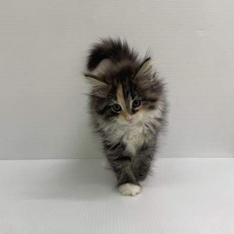 ノルウェージャンフォレストキャット