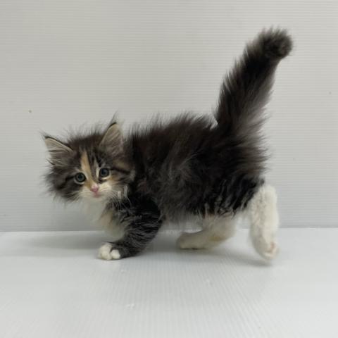 ノルウェージャンフォレストキャット
