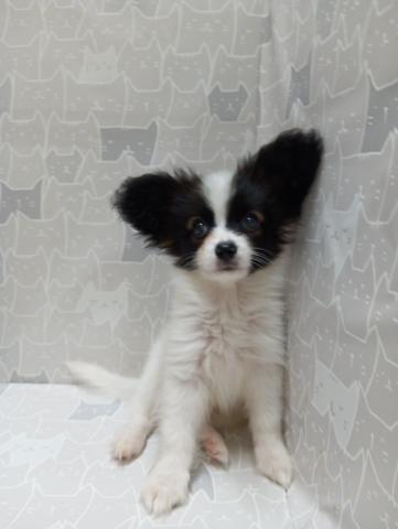 富山県のパピヨン (ペットアミ宮野店/2026年4月11日生まれ/男の子/ホワイトブラウン)の子犬の1枚目の画像
