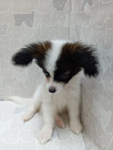 富山県のパピヨン (ペットアミ宮野店/2026年4月11日生まれ/男の子/ホワイトブラウン)の子犬の3枚目の画像
