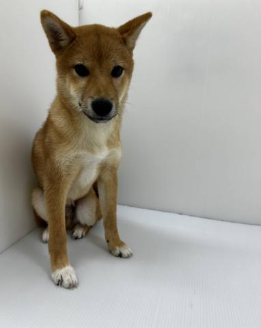 千葉県の柴犬(標準サイズ) (ペットアミ 館山店/2025年12月20日生まれ/男の子/レッド)の子犬の1枚目の画像