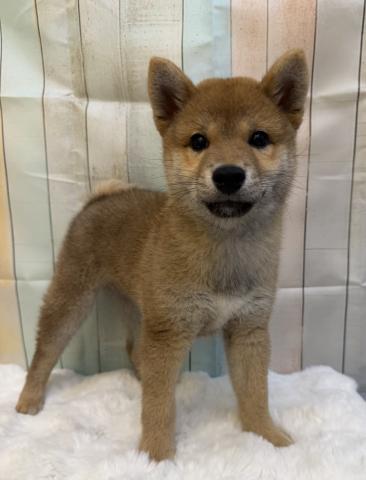 柴犬