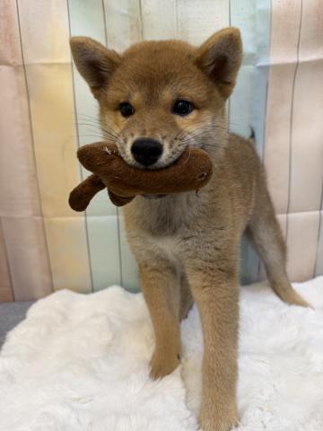 柴犬