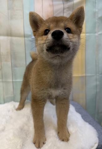 柴犬