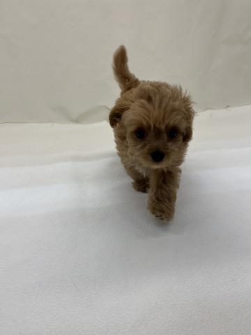 犬ハーフ(チワワ×トイプードル)
