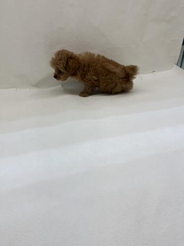 犬ハーフ(チワワ×トイプードル)
