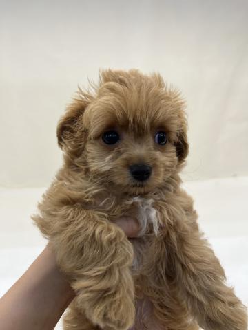 犬ハーフ(チワワ×トイプードル)