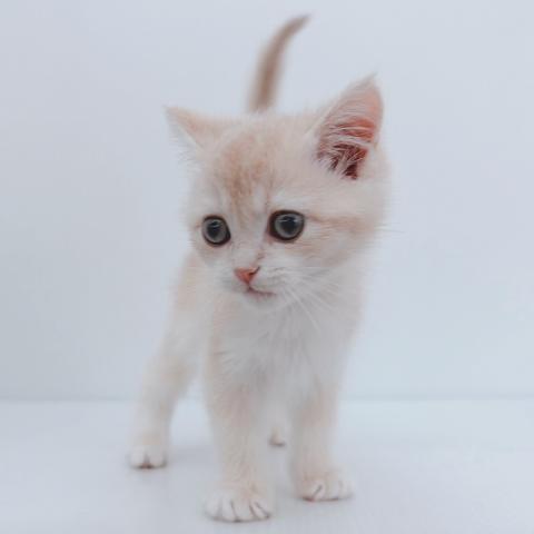 スコティッシュフォールド