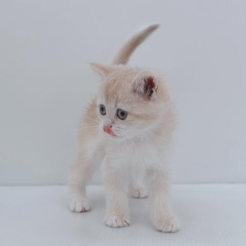 スコティッシュフォールド