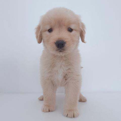 新潟県のゴールデンレトリバー (ペットアミ 新津店/2026年3月26日生まれ/女の子/ゴールデン)の子犬の1枚目の画像