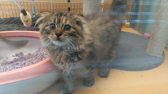 スコティッシュフォールド