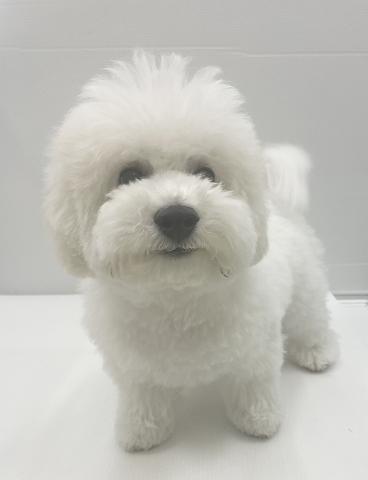 ビションフリーゼ