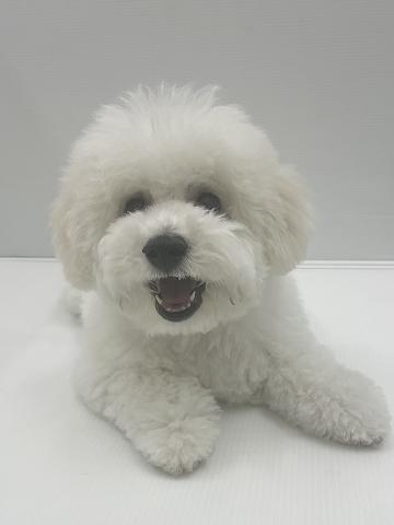 新潟県のビションフリーゼ (ペットアミ 新発田店/2026年2月21日生まれ/男の子/ホワイト)の子犬の2枚目の画像