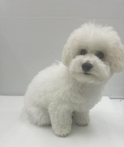 新潟県のビションフリーゼ (ペットアミ 新発田店/2026年2月21日生まれ/男の子/ホワイト)の子犬の3枚目の画像