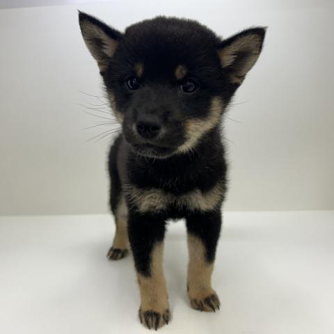 柴犬