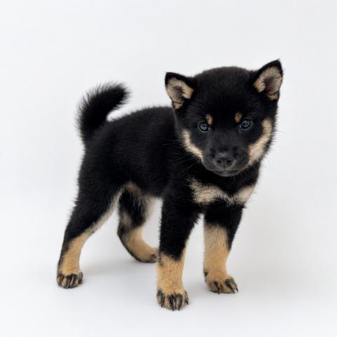柴犬