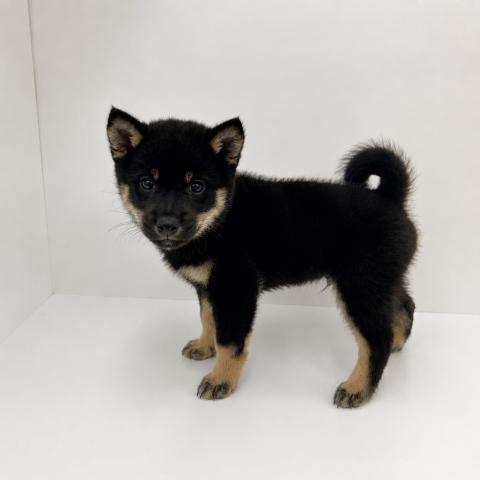 柴犬