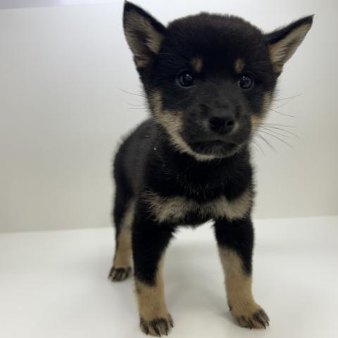 柴犬