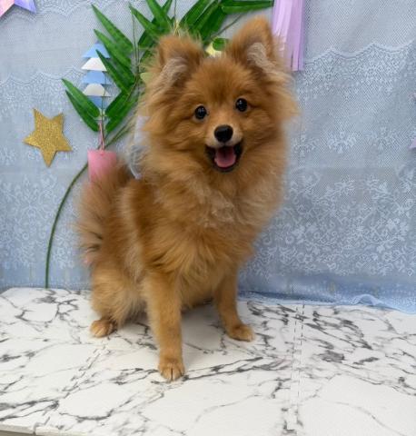 ポメラニアン