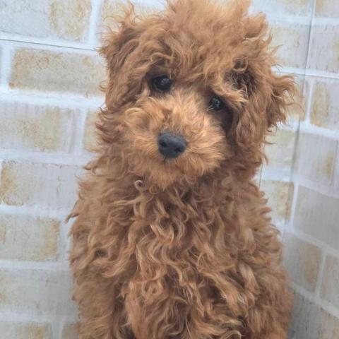 秋田県のトイプードル(トイ) (ペットアミ 大曲店/2026年1月16日生まれ/男の子/レッド)の子犬の1枚目の画像