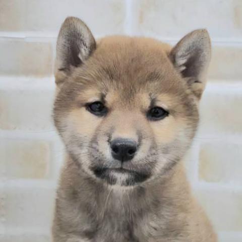 柴犬