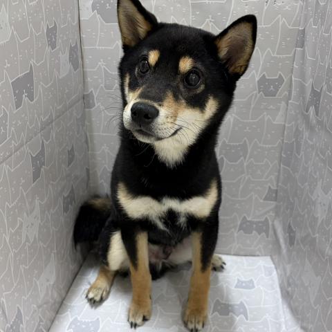 柴犬