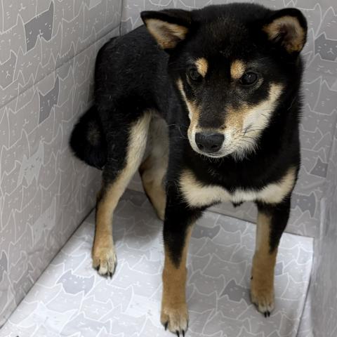 柴犬