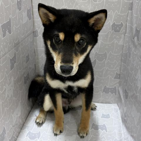 柴犬