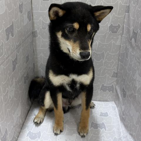 柴犬
