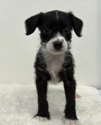 和歌山県のハーフ犬・ミックス犬 (ペットアミ 那賀店/2026年5月2日生まれ/男の子/その他色)の子犬の2枚目の画像