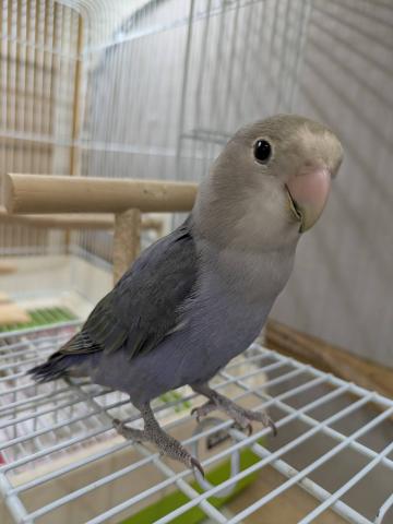 コザクラインコ