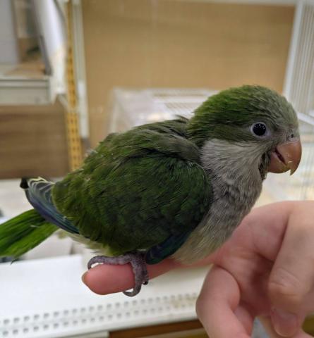 オキナインコ