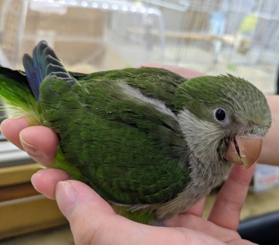 オキナインコ